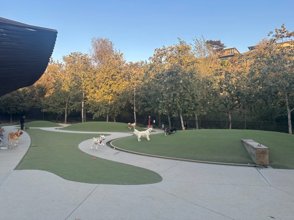 Dogs playing at a Playa Vista dog park